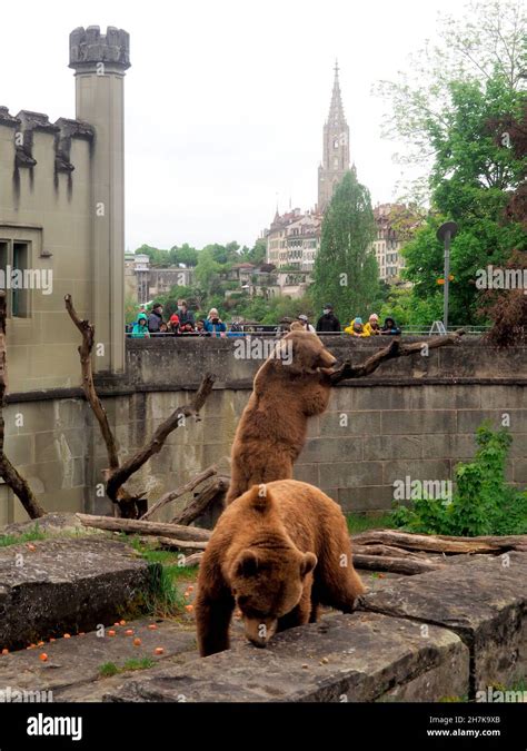bears in bern switzerland.